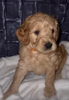 Junior, a female Goldendoodle for sale in Cleveland, OH – Photo 2 of 2