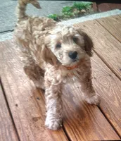 Junior mini goldendoodle Mother's Day week special price , a male Goldendoodle for sale in Cleveland, OH – 2 of 3