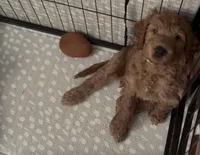 Maxx (Mini doodle), a male Goldendoodle for sale in Cleveland, OH – 3 of 4