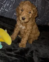 Shadow, a male Goldendoodle for sale in Cleveland, OH – Photo 3 of 3