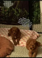 Shadow, a male Goldendoodle for sale in Cleveland, OH – Photo 2 of 3