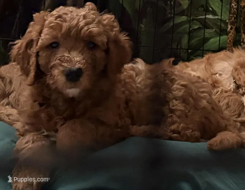 Shadow – Goldendoodle puppy for sale in Cleveland, OH