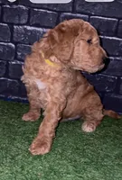 Sunny, a female Goldendoodle for sale in Cleveland, OH – Photo 2 of 3