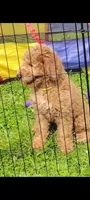 Sunny  (Multi-gen mini goldendoodle 🐕), a male Goldendoodle for sale in Cleveland, OH – Photo 2 of 7