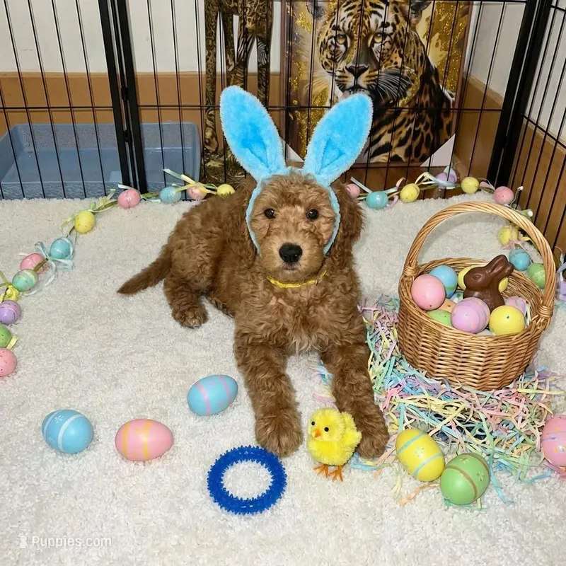 Sunny – Goldendoodle puppy for sale in Cleveland, OH