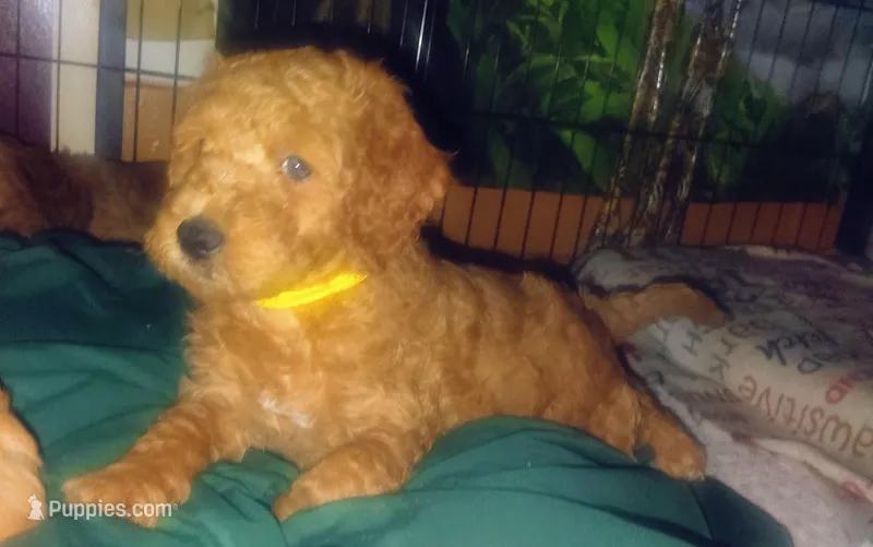 Sunny – Goldendoodle puppy for sale in Cleveland, OH