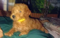 Sunny, a female Goldendoodle for sale in Cleveland, OH – Photo 1 of 3