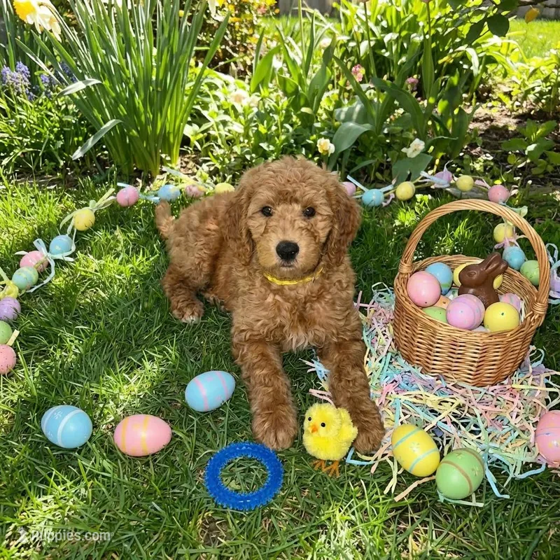 Sunny – Goldendoodle puppy for sale in Cleveland, OH