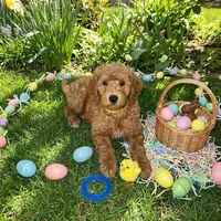 Sunny, a male Goldendoodle for sale in Cleveland, OH – Photo 1 of 2