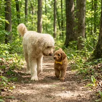 Sunny  (Multi-gen🐕), a male Goldendoodle for sale in Cleveland, OH – Photo 2 of 3