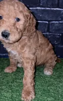 Sunny, a female Goldendoodle for sale in Cleveland, OH – Photo 3 of 3