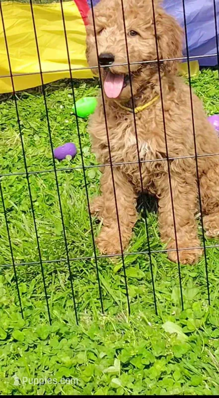 Sunny  (Multi-gen🐕) – Goldendoodle puppy for sale in Cleveland, OH