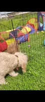 Sunny  (Multi-gen mini goldendoodle 🐕), a male Goldendoodle for sale in Cleveland, OH – Photo 7 of 7
