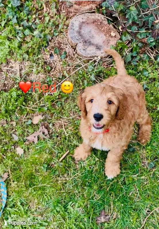 Redd  (Multi-gen🐕) – Goldendoodle puppy for sale in Cleveland, OH