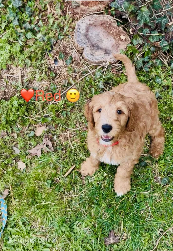 Redd – Goldendoodle puppy for sale in Cleveland, OH