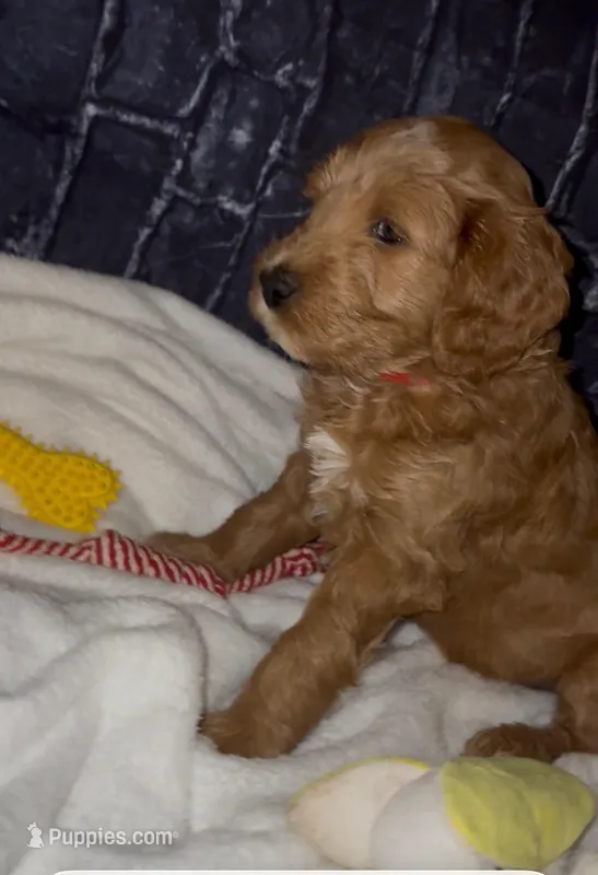 Redd – Goldendoodle puppy for sale in Cleveland, OH