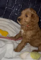 Redd, a male Goldendoodle for sale in Cleveland, OH – Photo 1 of 2