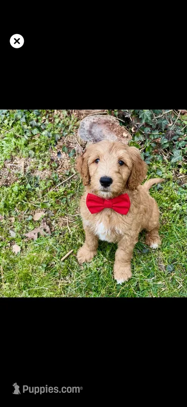 Redd – Goldendoodle puppy for sale in Cleveland, OH