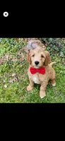 Redd, a male Goldendoodle for sale in Cleveland, OH – Photo 1 of 4