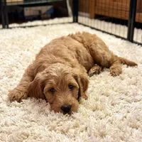 Redd, a male Goldendoodle for sale in Cleveland, OH – Photo 2 of 4