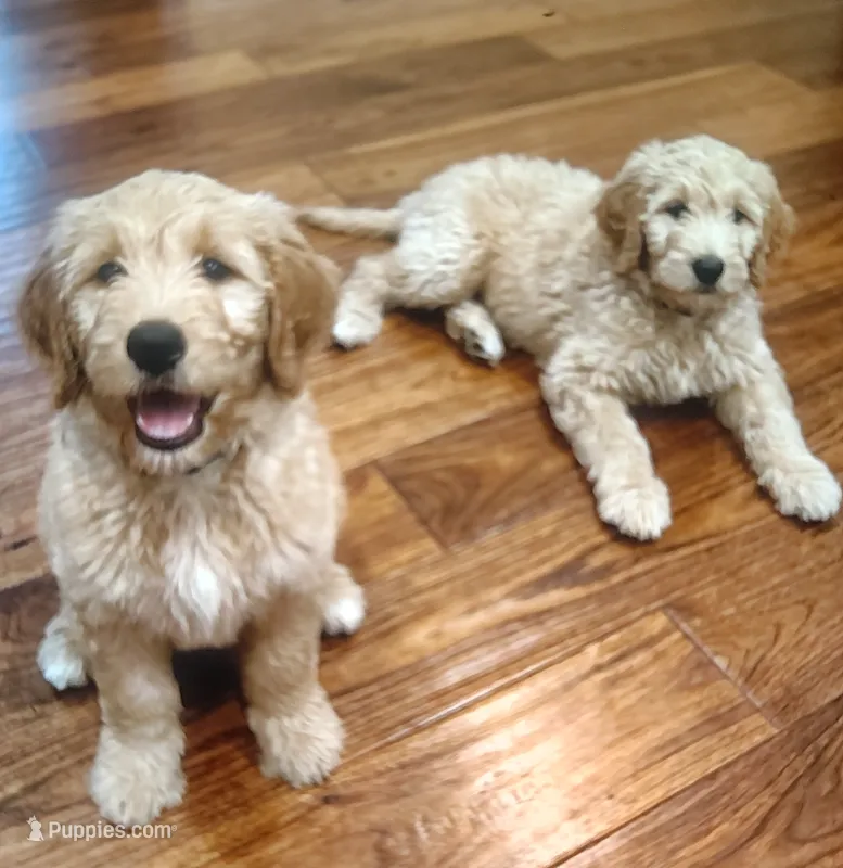 Junior mini goldendoodle Mother's Day week special price  – Goldendoodle puppy for sale in Cleveland, OH