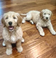 Junior mini goldendoodle Mother's Day week special price , a male Goldendoodle for sale in Cleveland, OH – 1 of 3