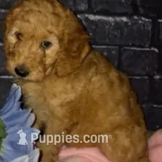Violet – Goldendoodle puppy for sale in Cleveland, OH