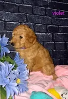 Violet, a female Goldendoodle for sale in Cleveland, OH – Photo 2 of 2