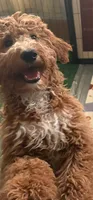 Turk  (Mini goldendoodle 🐕), a male Goldendoodle for sale in Cleveland, OH – 7 of 8