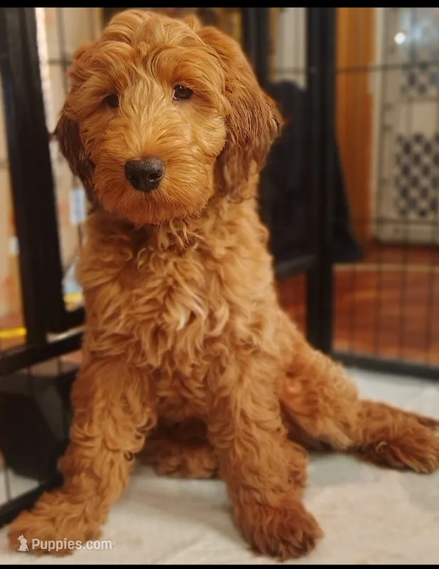 Maxx – Goldendoodle puppy for sale in Cleveland, OH