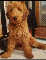Maxx, a male Goldendoodle for sale in Cleveland, OH – 1 of 1