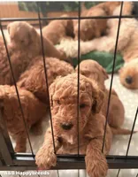 Maxx (Mini doodle), a male Goldendoodle for sale in Cleveland, OH – 2 of 4
