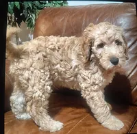 Junior mini goldendoodle Mother's Day week special price , a male Goldendoodle for sale in Cleveland, OH – 3 of 3