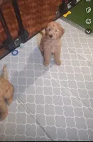 Violet, a female Goldendoodle for sale in Cleveland, OH – Photo 3 of 3