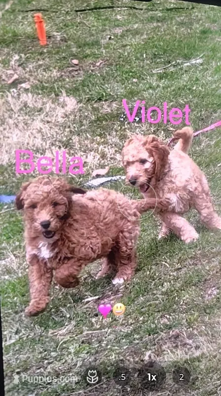 Violet mini goldendoodle , a female Goldendoodle for sale in Cleveland, OH – Photo 1 of 4
