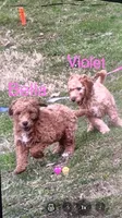 Violet mini goldendoodle , a female Goldendoodle for sale in Cleveland, OH – Photo 1 of 4