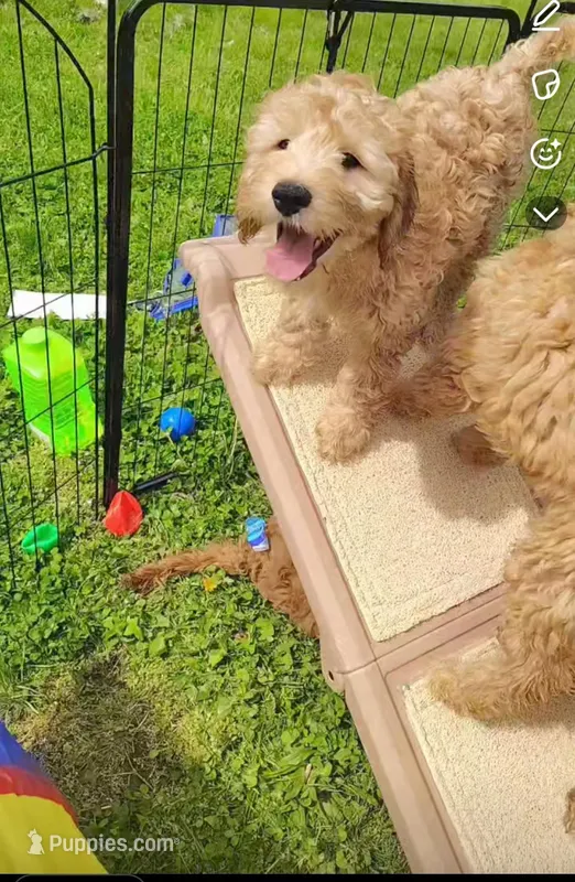 Violet mini goldendoodle Mother's Day week special price  – Goldendoodle puppy for sale in Cleveland, OH