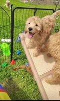 Violet, a female Goldendoodle for sale in Cleveland, OH – Photo 1 of 3