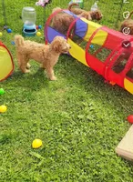 Violet, a female Goldendoodle for sale in Cleveland, OH – Photo 2 of 3