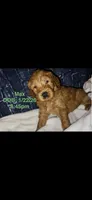 Maxx (Mini doodle), a male Goldendoodle for sale in Cleveland, OH – 4 of 4