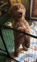 Sunny  (Multi-gen mini goldendoodle 🐕), a male Goldendoodle for sale in Cleveland, OH – 7 of 9