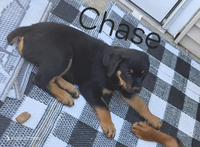 Chase – Rottweiler puppy for sale in Fond du Lac, WI