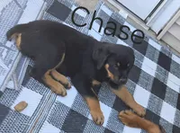 Chase, a male Rottweiler for sale in Fond du Lac, WI – 1 of 3