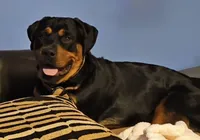 Chase, a male Rottweiler for sale in Fond du Lac, WI – 3 of 3
