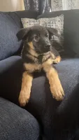 Green Collar , a female German Shepherd Dog for sale in Ypsilanti, MI – 3 of 5