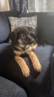 Green Collar , a female German Shepherd Dog for sale in Ypsilanti, MI – 5 of 5