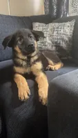Green Collar , a female German Shepherd Dog for sale in Ypsilanti, MI – 1 of 5