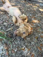 Did, a male Miniature Dachshund for sale in Panama City Beach, FL – 2 of 3