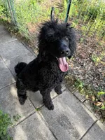 Poe , a female Poodle - Standard  for sale in Panama City Beach, FL – 1 of 2
