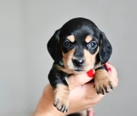 Sophia , a female Miniature Dachshund for sale in Panama City Beach, FL – 1 of 1